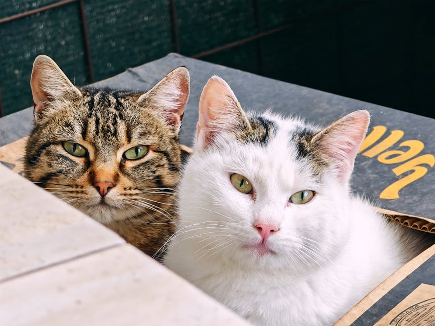 Cát mèo tự kết khối – Tiện lợi hay chỉ làm tốn tiền?