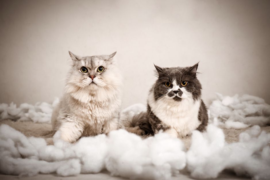 Vì sao Cát mèo hút ẩm kém khiến nhà bạn lúc nào cũng ám mùi?