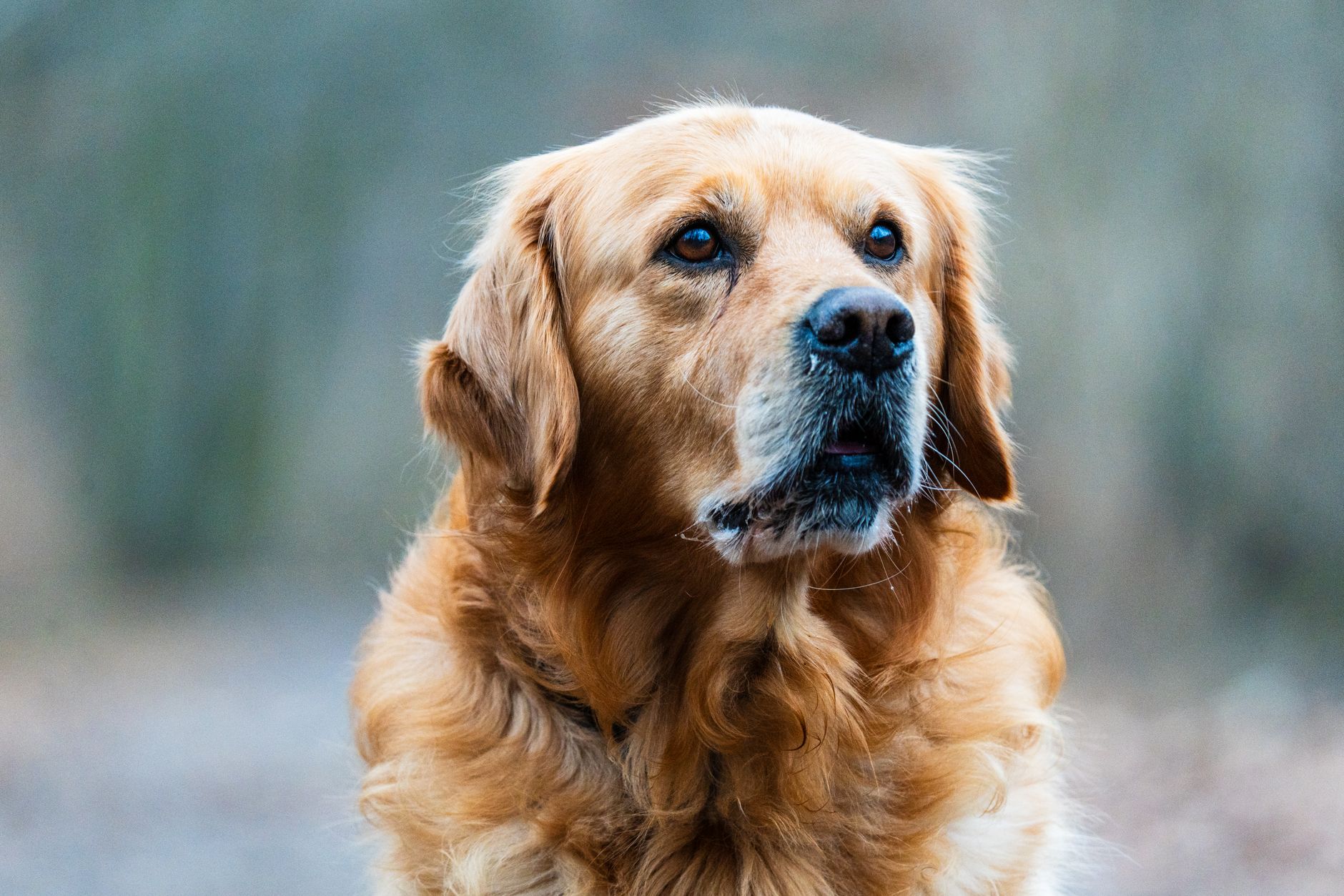 Thức ăn cho chó (dog food): Chọn lựa hoàn hảo cho bạn béo