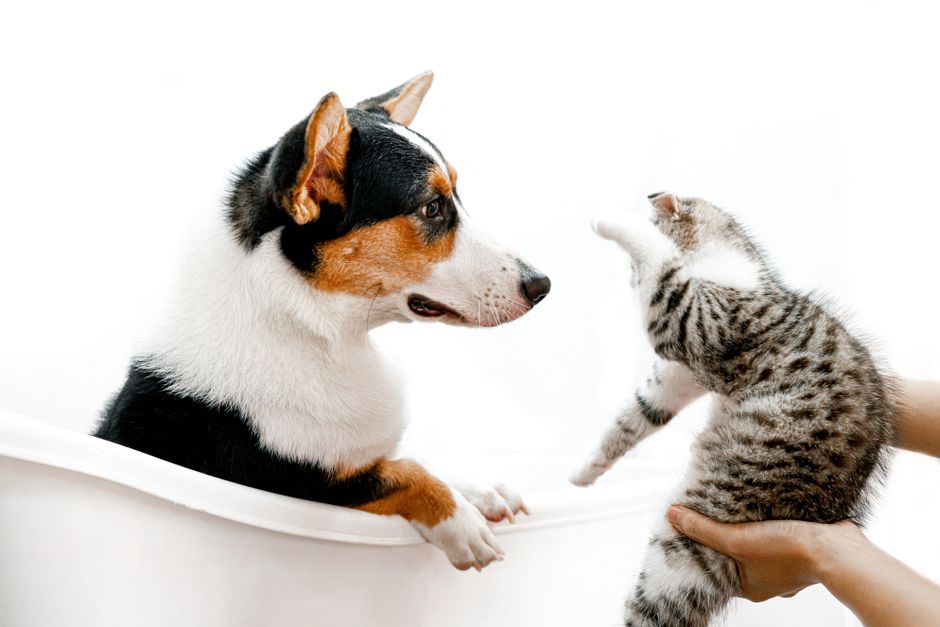 Hướng dẫn chăm sóc chó mèo pet store near me / pet shop