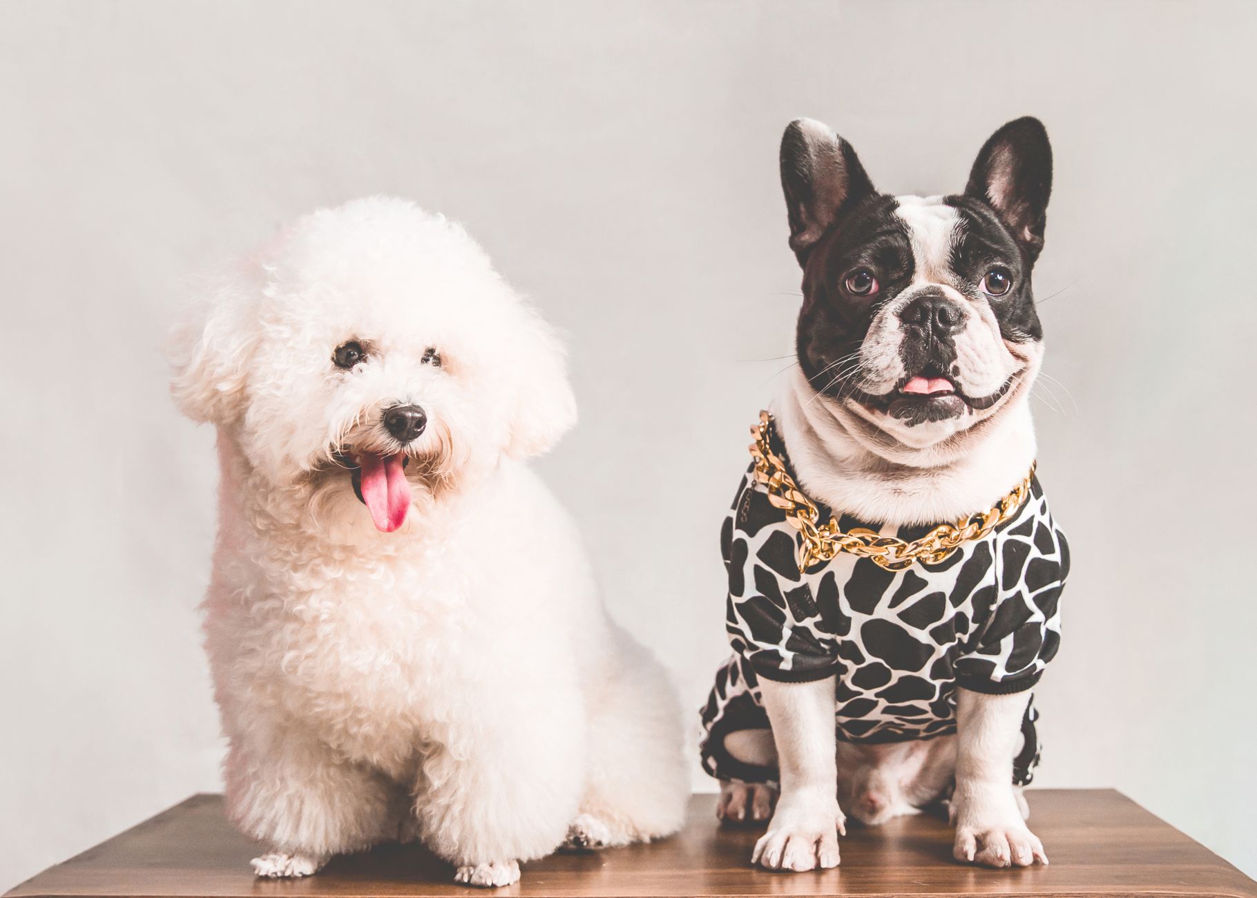 Lấy sỉ thức ăn thú cưng từ pet shop: Giải pháp chi phí tiết kiệm