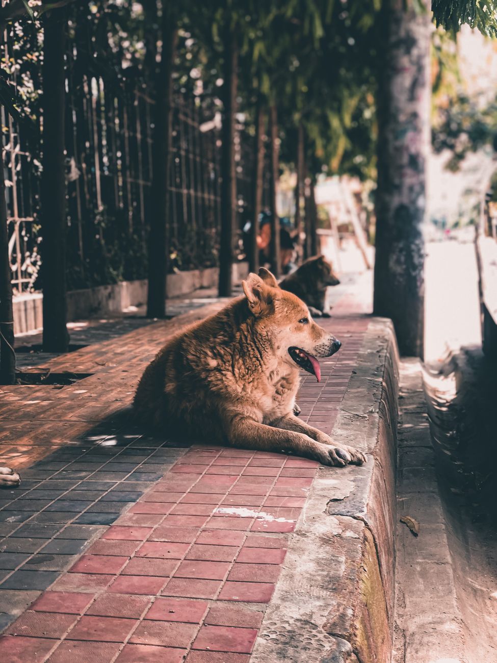 Nệm cho chó giá rẻ tại TP.HCM