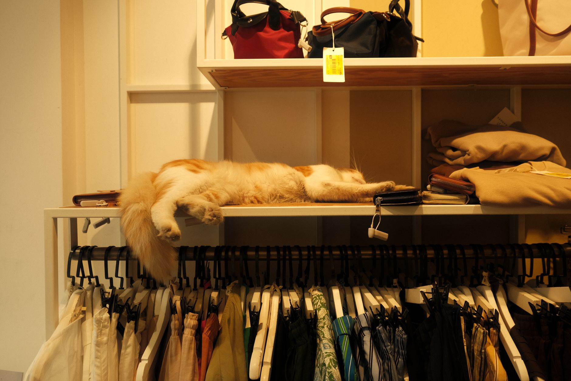 Pet Shop Nào Bán Phụ Kiện Giá Rẻ? Tìm Ngay Ở Đây!