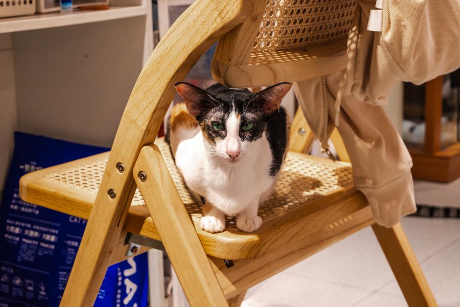 Chăm sóc thú cưng pet store near me / pet shop