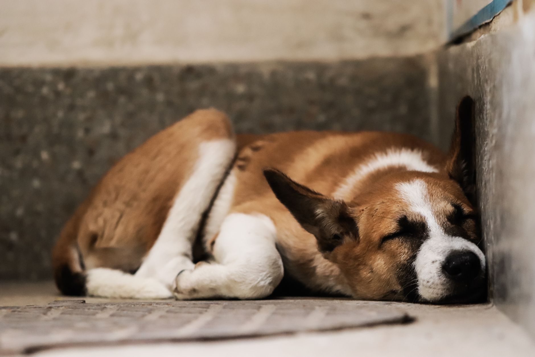 Nệm cho chó (dog bed): Giải pháp hữu cơ hỗ trợ khớp, giấc ngủ sâu & giảm căng thẳng