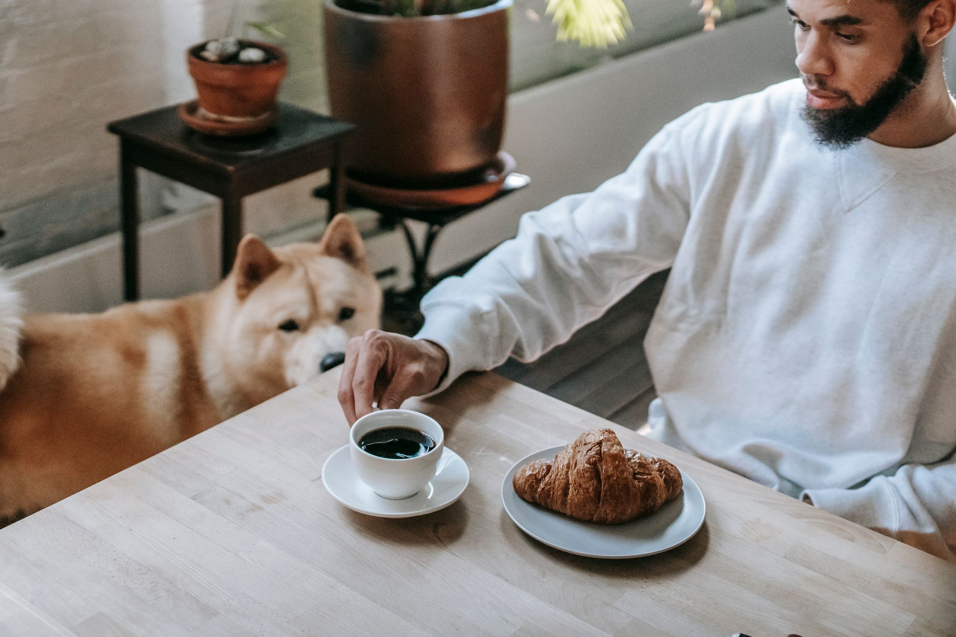 Thức ăn chó lấy sỉ tại Hà Nội