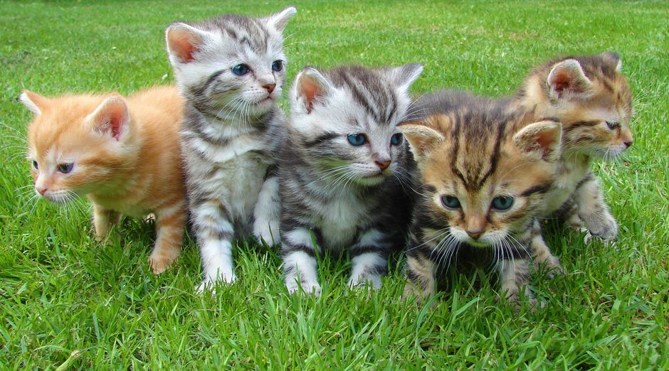 Kinh nghiệm chăm sóc Boss đúng chuẩn từ Hello Con Sen Pet Shop