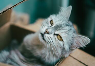 Cát Vệ Sinh Mèo Khử Mùi Tốt Nhất: Cẩm Nang Thực Chiến 2026 Từ Hello Con Sen