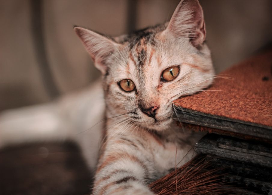 Kinh nghiệm chăm sóc Boss đúng chuẩn từ Hello Con Sen Pet Shop
