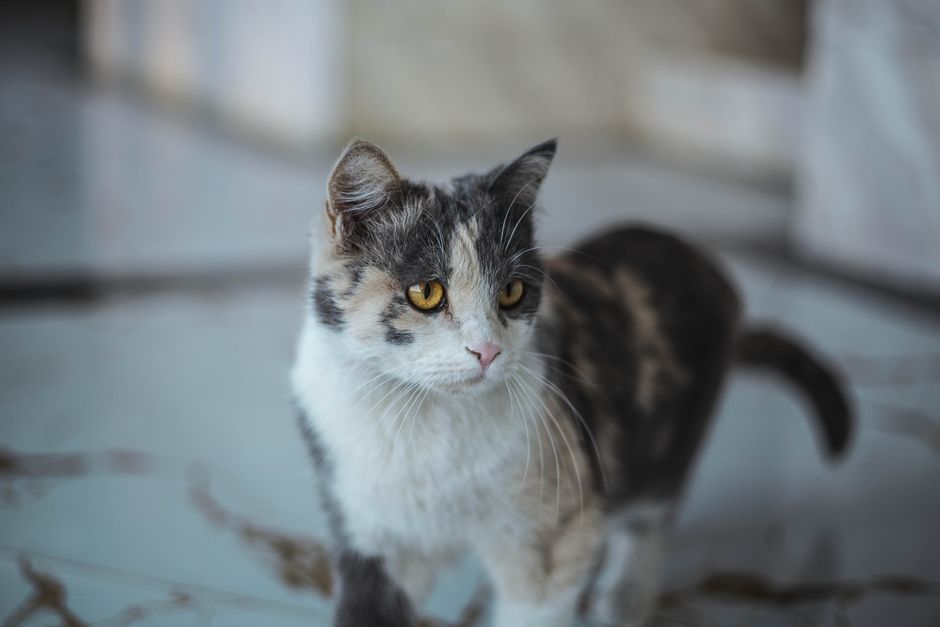 Khách hàng hài lòng khi mua sắm tại Hello Con Sen Pet Shop