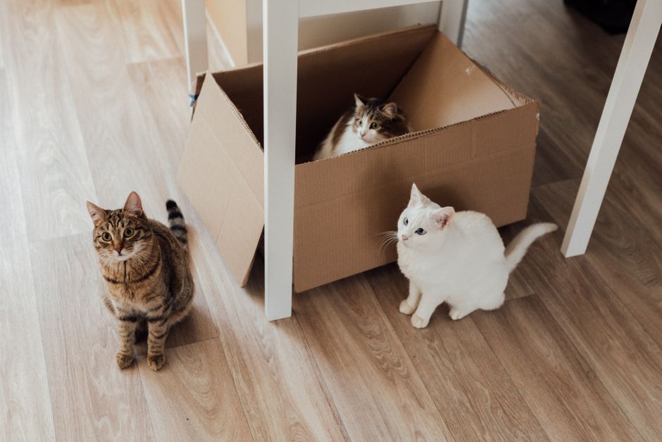 Top Xịt Khử Mùi Chó Mèo Tốt Nhất: Cẩm Nang Thực Chiến 2026 Từ Hello Con Sen