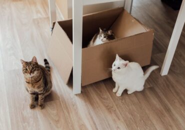 Cách Vệ Sinh Tai Cho Mèo Bị Rận Tai: Cẩm Nang Thực Chiến 2026 Từ Hello Con Sen